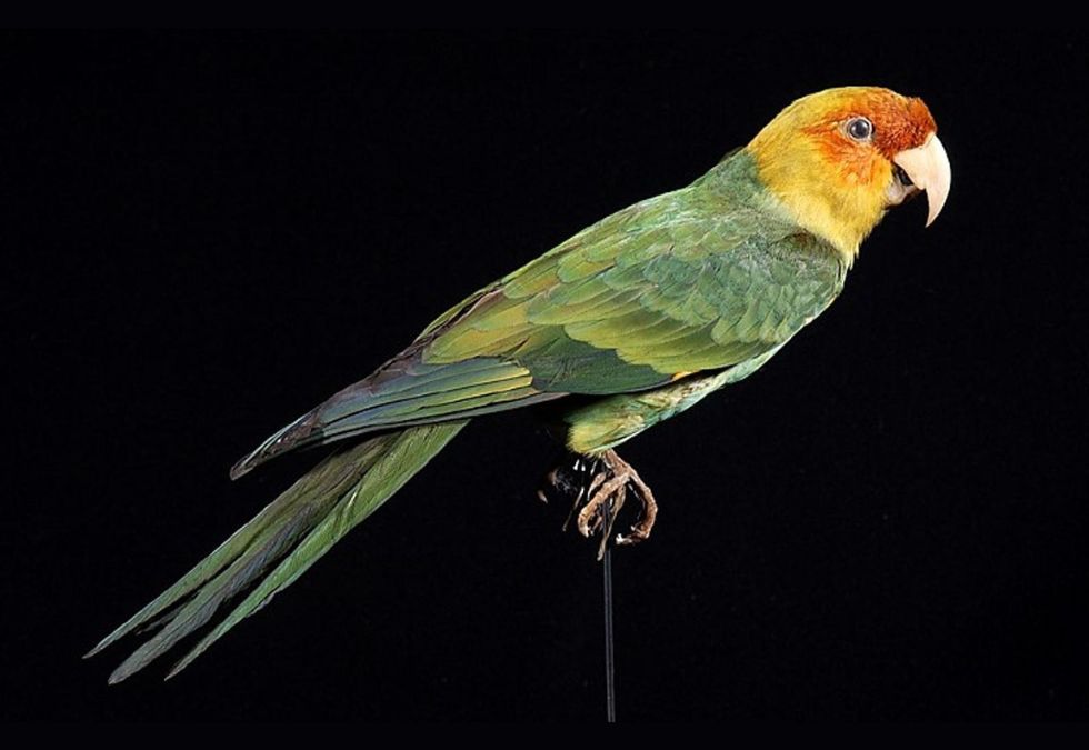 25 Species That Have Been Lost Forever in the Past 150 Years
