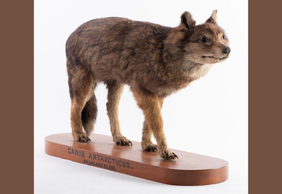 25 Species That Have Been Lost Forever in the Past 150 Years