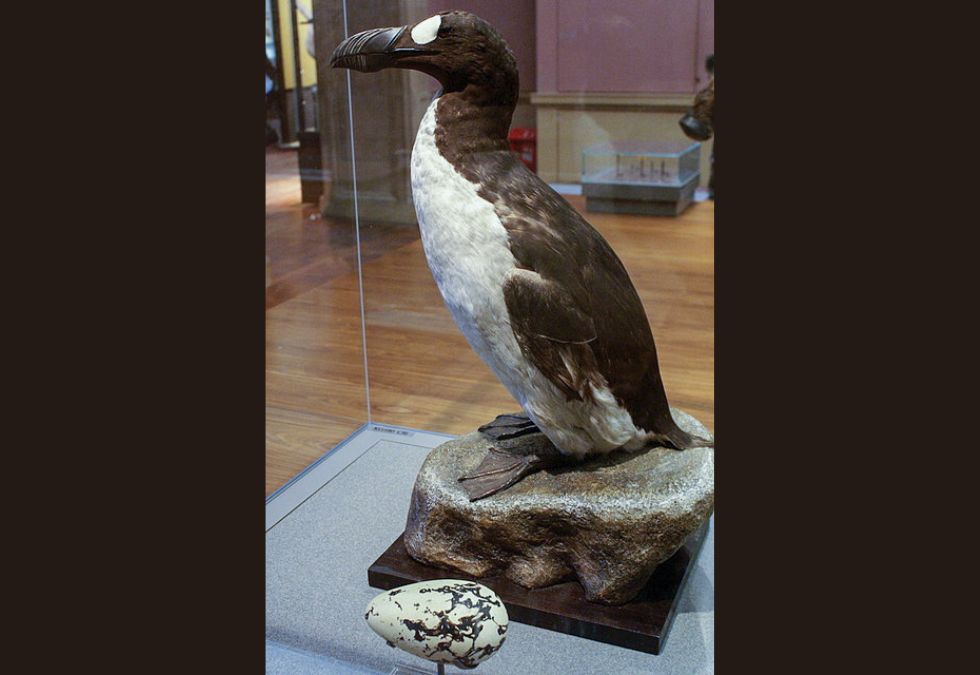 25 Species That Have Been Lost Forever in the Past 150 Years