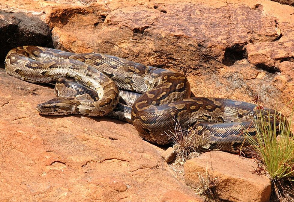 Slangs Creature 20 Fascinating Mythical Creatures You’ve Never Heard Of