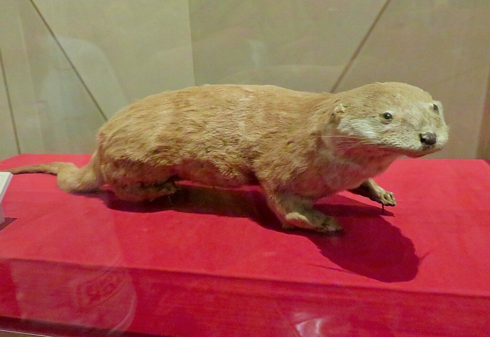 25 Species That Have Been Lost Forever in the Past 150 Years
