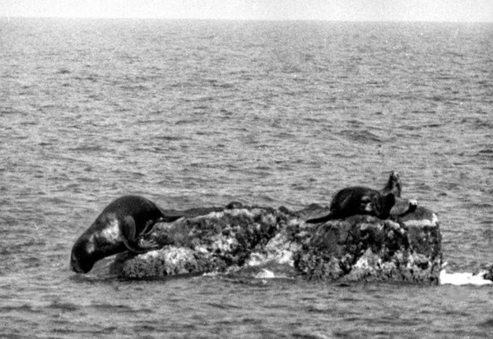 25 Species That Have Been Lost Forever in the Past 150 Years