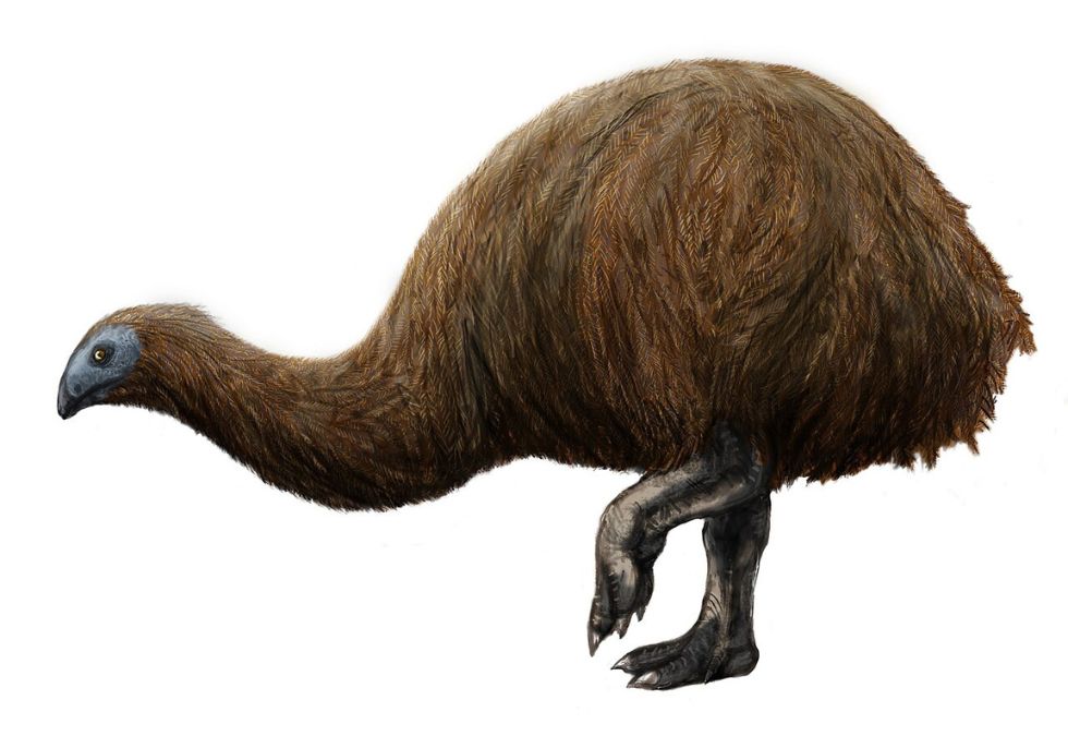 25 Species That Have Been Lost Forever in the Past 150 Years
