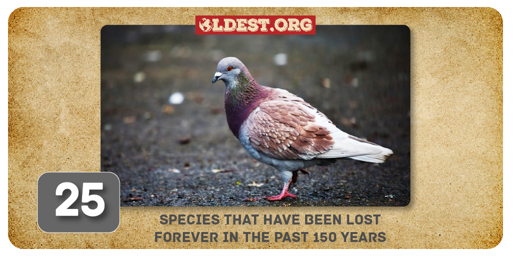 25 Species That Have Been Lost Forever in the Past 150 Years