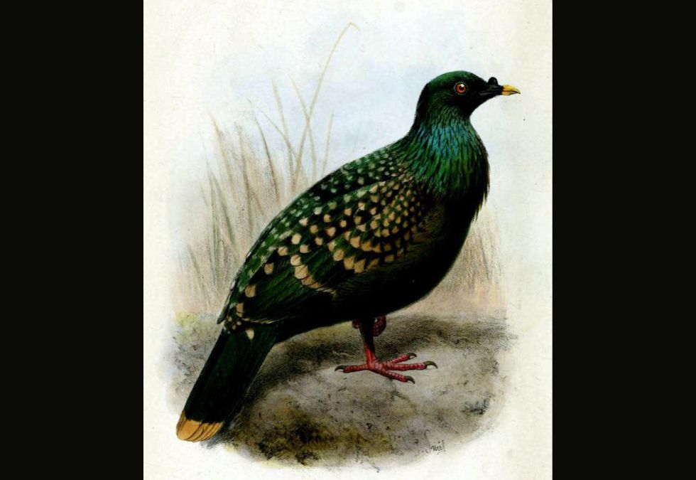 25 Species That Have Been Lost Forever in the Past 150 Years