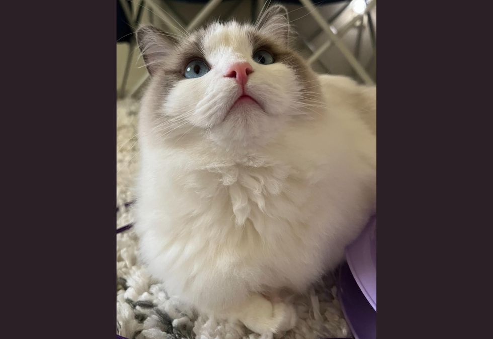 Fluff Def 25 Heartwarming Photos to Celebrate National Pet Day