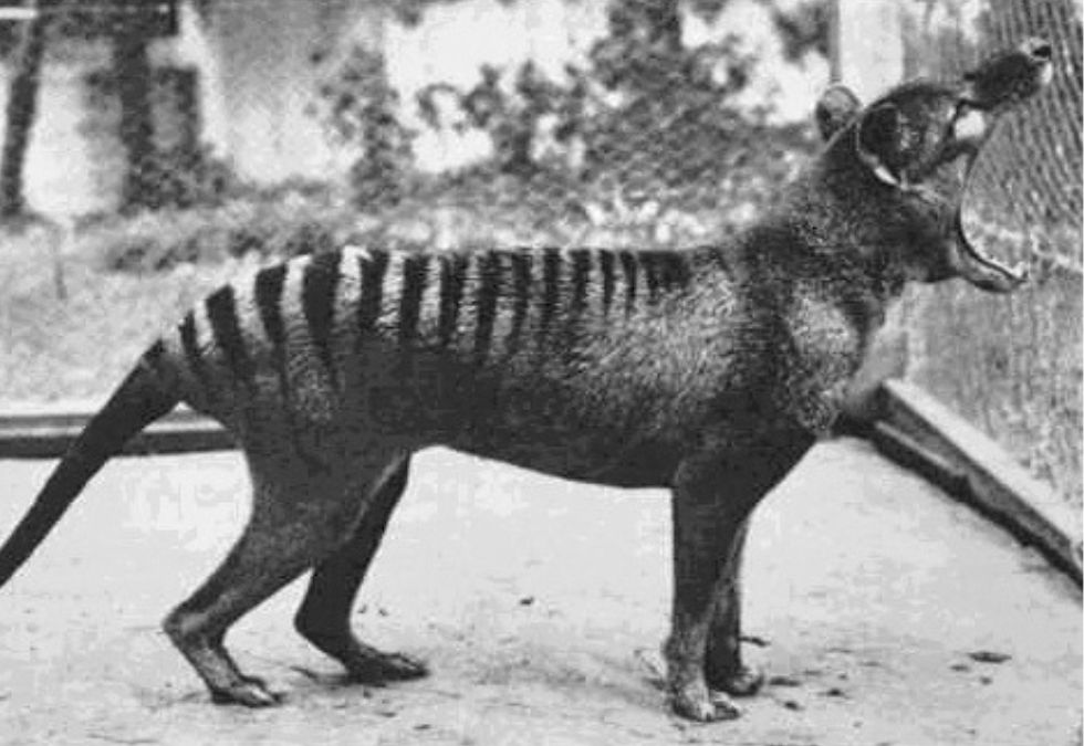 25 Species That Have Been Lost Forever in the Past 150 Years