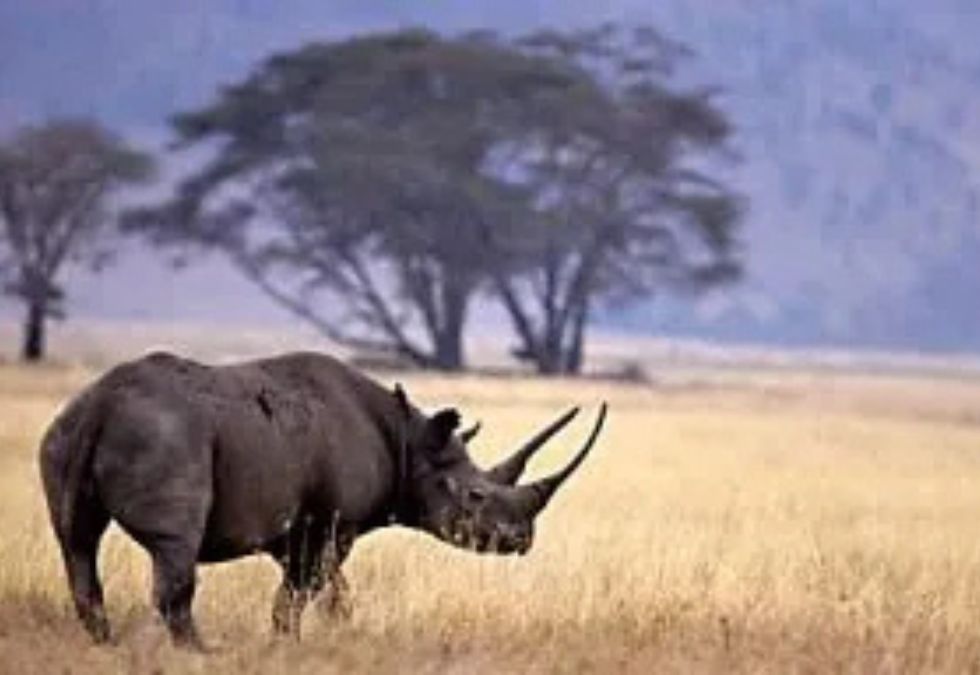 25 Species That Have Been Lost Forever in the Past 150 Years