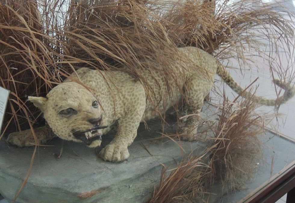25 Species That Have Been Lost Forever in the Past 150 Years
