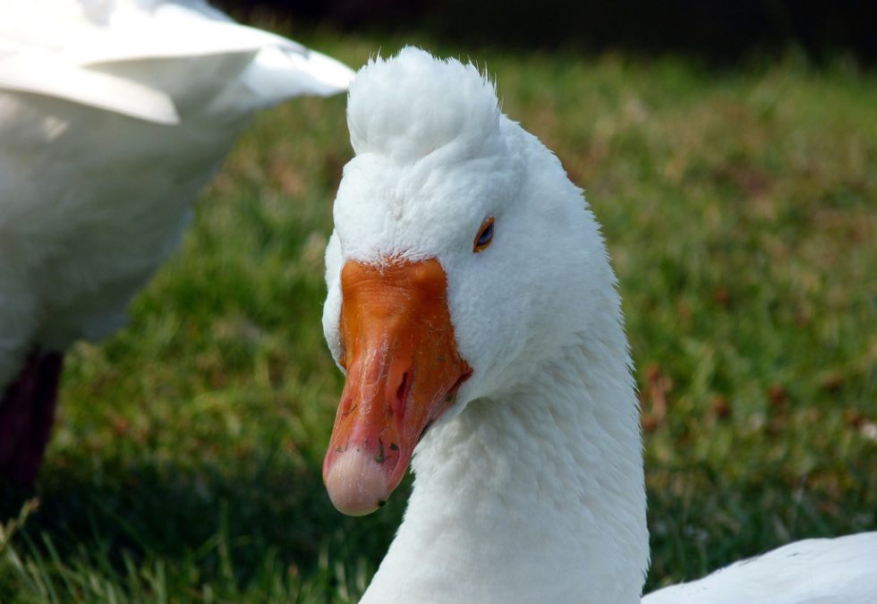 20 Remarkable Animals That Left Their Mark on History