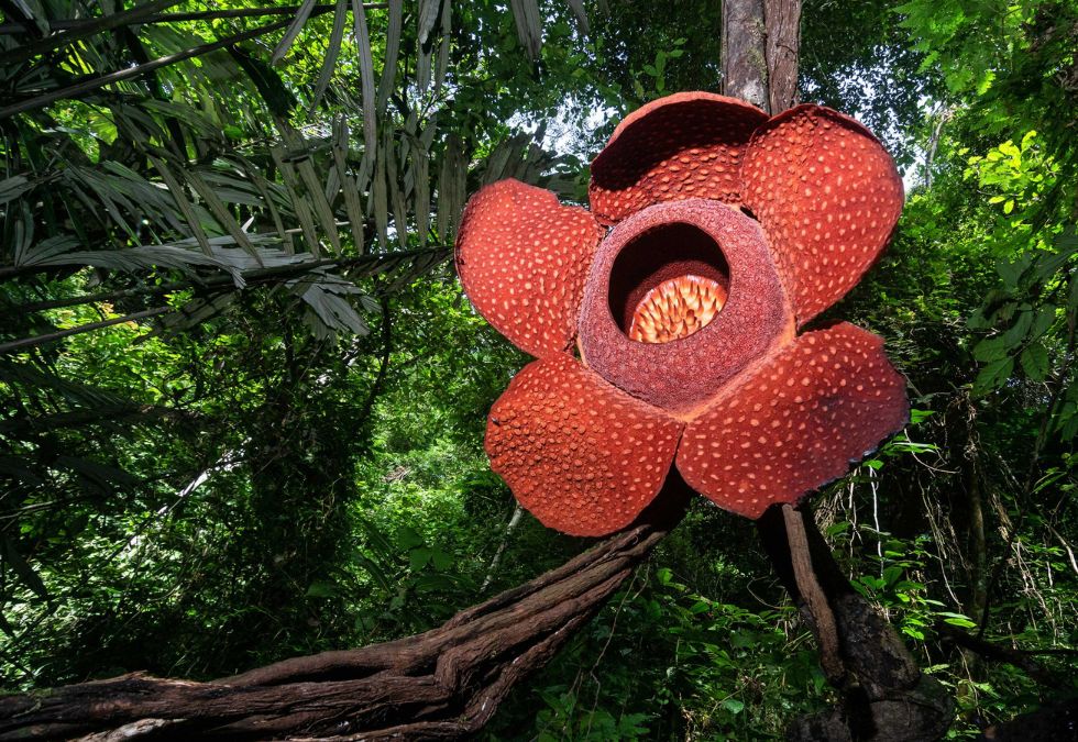 20 of the Most Unbelievably Rare Things on the Planet - Oldest.org