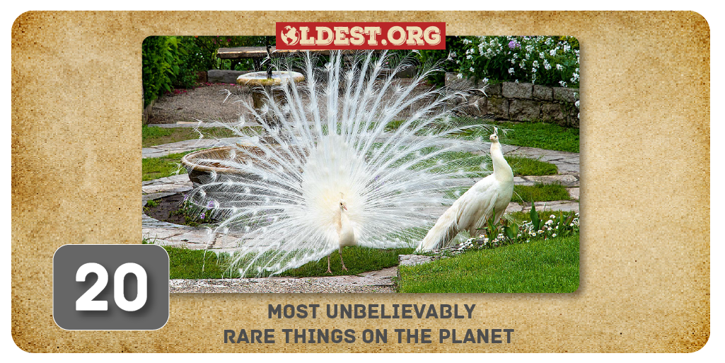 20 of the Most Unbelievably Rare Things on the Planet